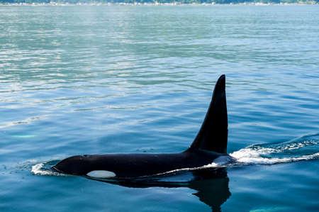 killer whale of rausu hokkaido japanの写真素材
