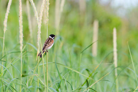 common reed bunting male summer plumageの写真素材