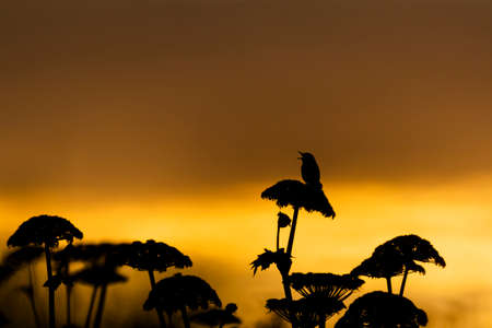 Middendorff's grasshopper warbler singing in the sunriseの写真素材