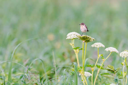 common stonechat (Saxicola torquata) femaleの写真素材