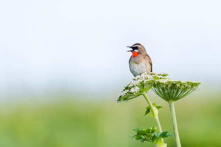 singing siberian rubythroat male in japan
