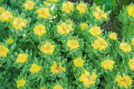 roseroot close up view