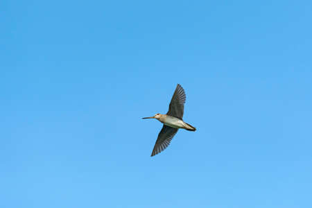 Latham's snipe flight in japanの写真素材