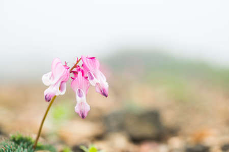 Dicentra peregrina blooming in high mountainsの写真素材