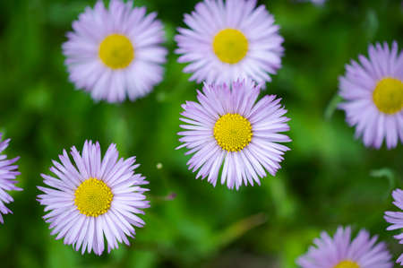 Erigeron thunbergii in full bloom