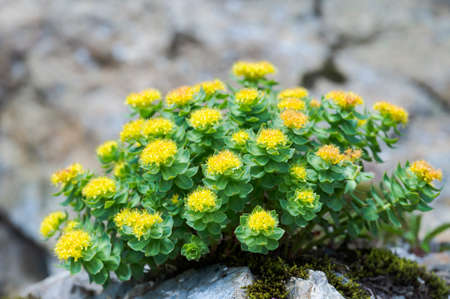 Rhodiola rosea in full bloomの写真素材