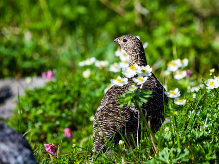 rock ptarmigan (Lagopus muta) femaleの写真素材