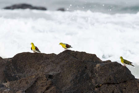 White-bellied green pigeon on a reef