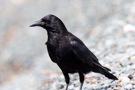 Carrion crow (Corvus corone) in japanの写真素材