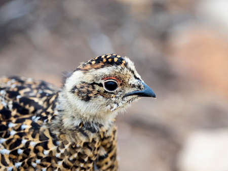 rock ptarmigan chickの写真素材
