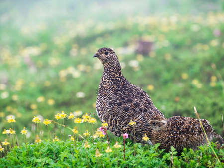 rock ptarmigan parent and childの写真素材