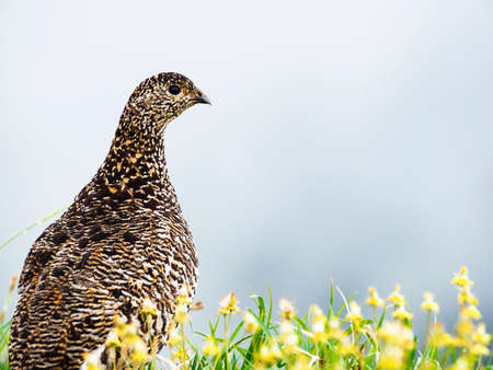 rock ptarmigan female in summerの写真素材