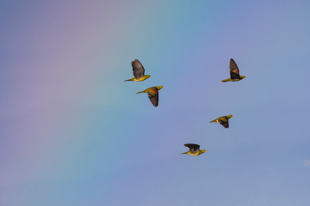 White-bellied green pigeon and rainbowの写真素材