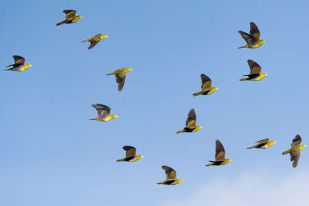 a flock of white-bellied green-pigeonの写真素材