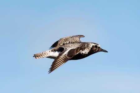 Grey plover (Pluvialis squatarola) flight