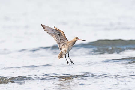 Bar tailed Godwit landing in japanの写真素材