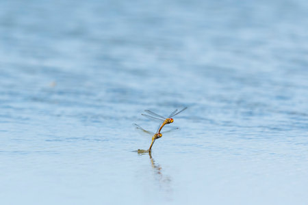 Red dragonfly that lays eggs