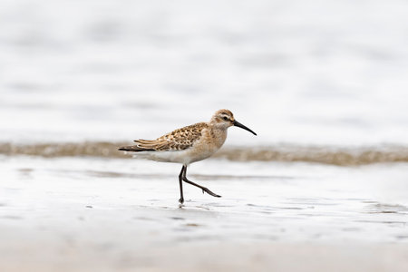 Curlew Sandpiper (Calidris ferruginea) juvenile