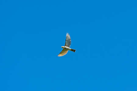 Japanese sparrowhawk (Accipiter gularis) juvenile