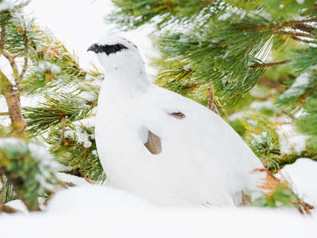 Rock ptarmigan male winter plumageの写真素材