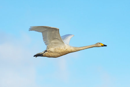whooper swan flight in japanの写真素材