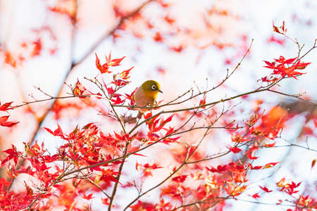 japanese white-eye and autumn leavesの写真素材