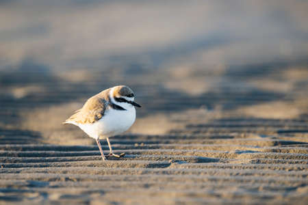 Kentish plover male in japan