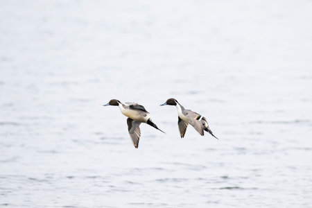 Northern Pintail male flight in japan