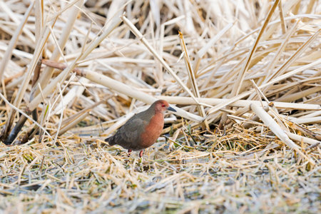 Ruddy breasted crake in japanの写真素材