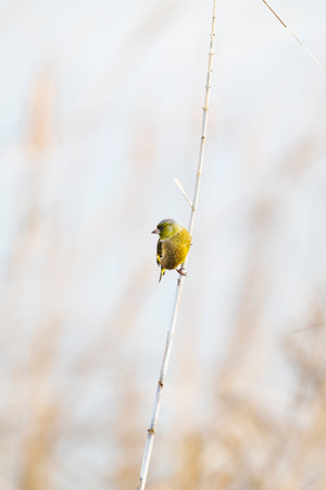 Oriental Greenfinch (Chloris sinica) in japanの写真素材