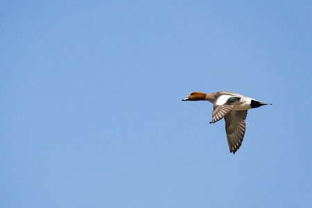 Eurasian Wigeon male flight in japanの写真素材