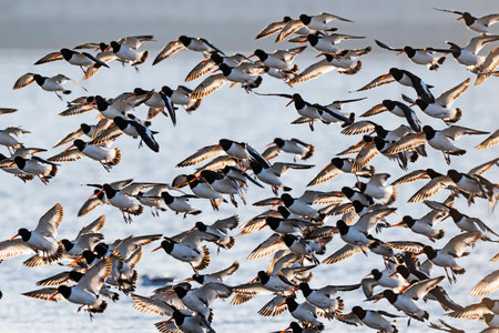 A flock of oystercatcher flightの写真素材