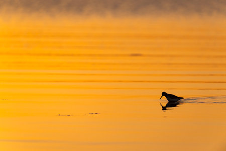 Dunlin (Calidris alpina) in silhouette