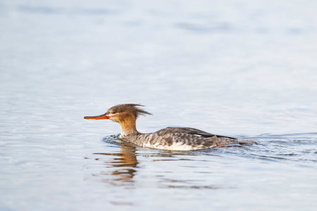 Red-breasted merganser female in japanの写真素材