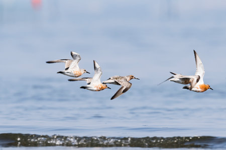 A flock of red knot flightの写真素材