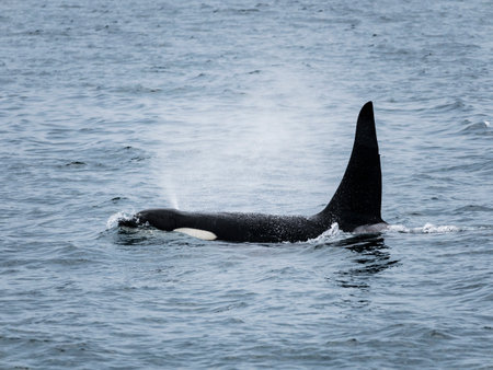 killer whale blowing in Rausu, Hokkaido