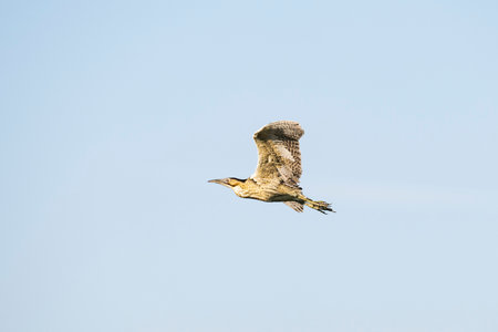 Eurasian bittern flight in japan