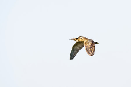 Eurasian bittern flight in japan