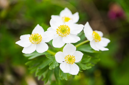 Anemone narcissiflora fill bloom in japanの写真素材