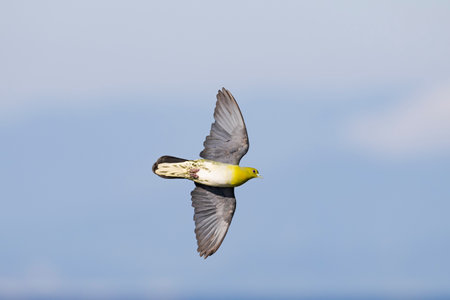 white-bellied green-pigeon flight in japanの写真素材