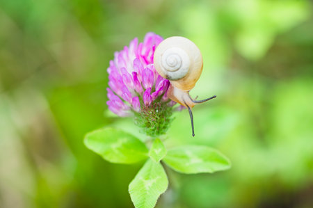 snail and red clover in japanの写真素材