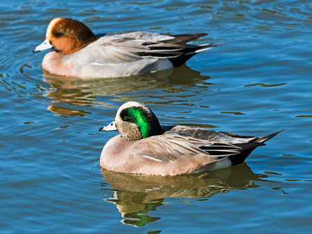 American wigeon male and eurasian wigeon maleの写真素材