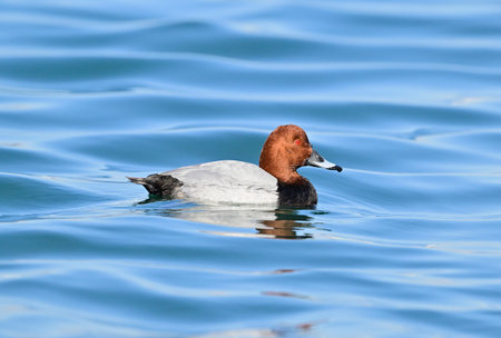 Common pochard male in japanの写真素材