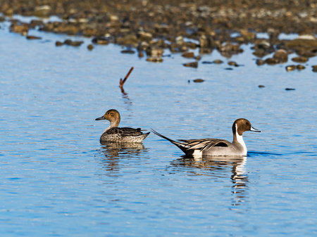 Northern Pintail pair in japanの写真素材