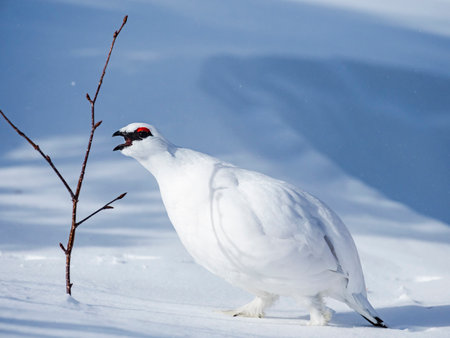 Rock ptarmigan male winter plumageの写真素材