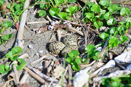 Kentish plover eggs in japanの写真素材