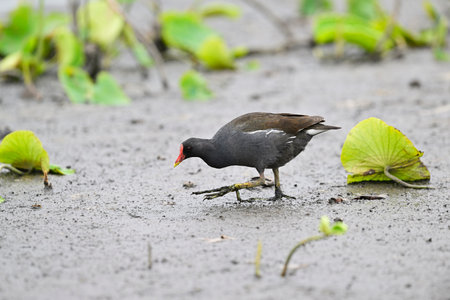 Common Moorhen (Gallinula chloropus) in japanの写真素材