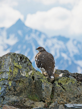 Rock ptarmigan male and Mt.yarigatake
