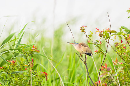 Yellow bittern male in japanの写真素材