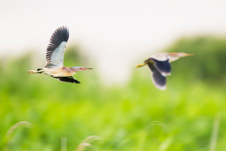 Flight of Yellow bittern in japanの写真素材